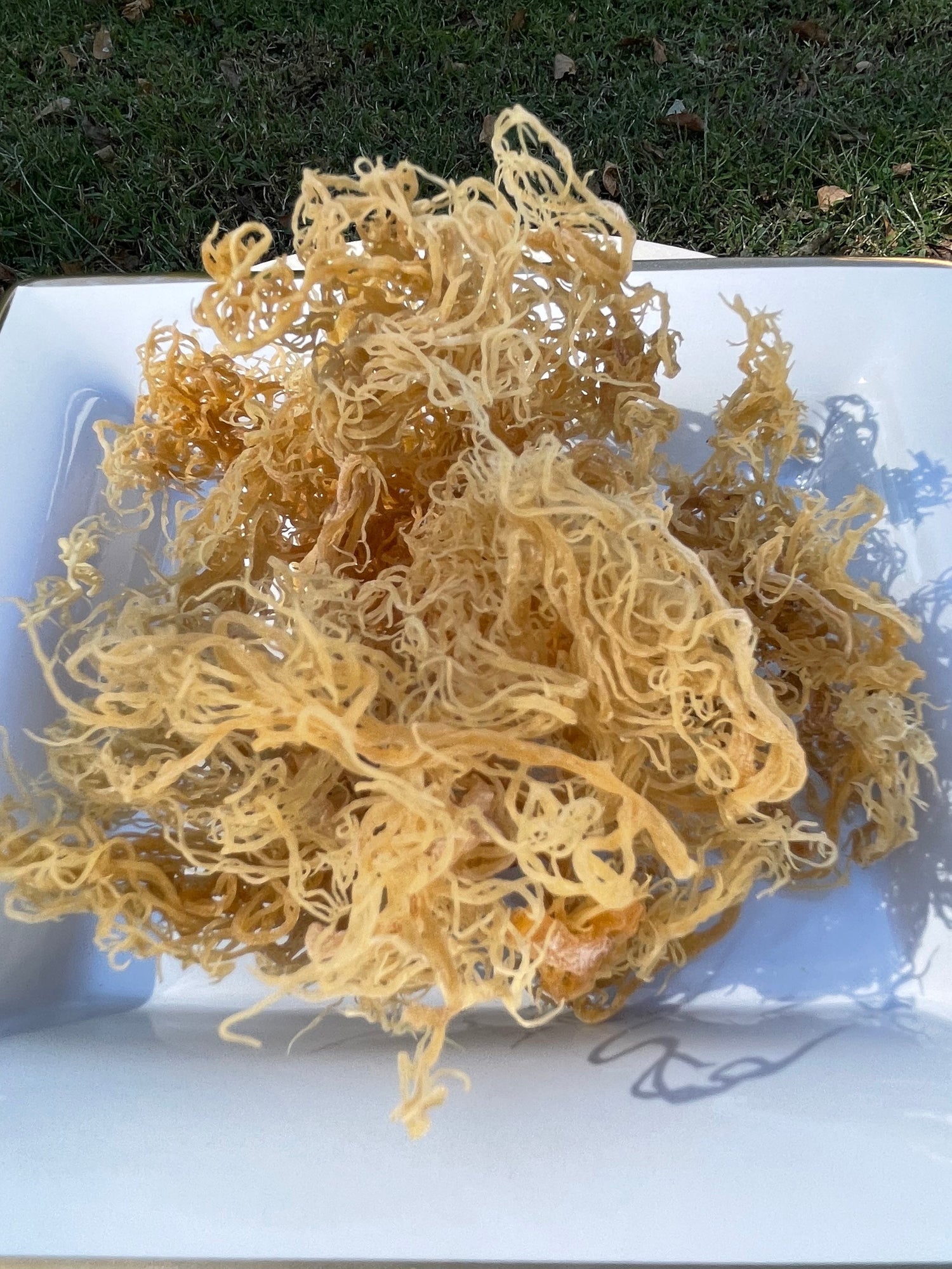 sea moss
