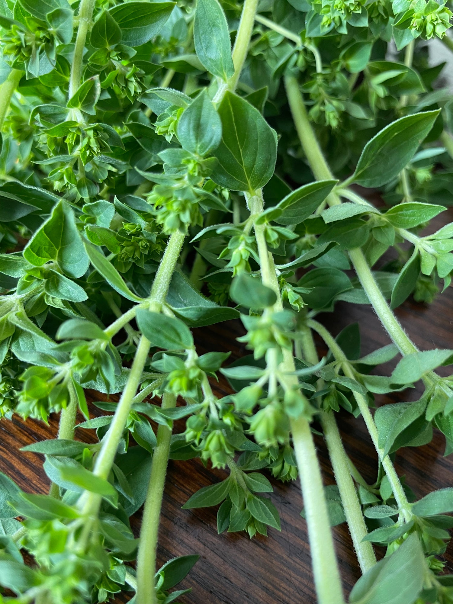 fresh/dried herbs