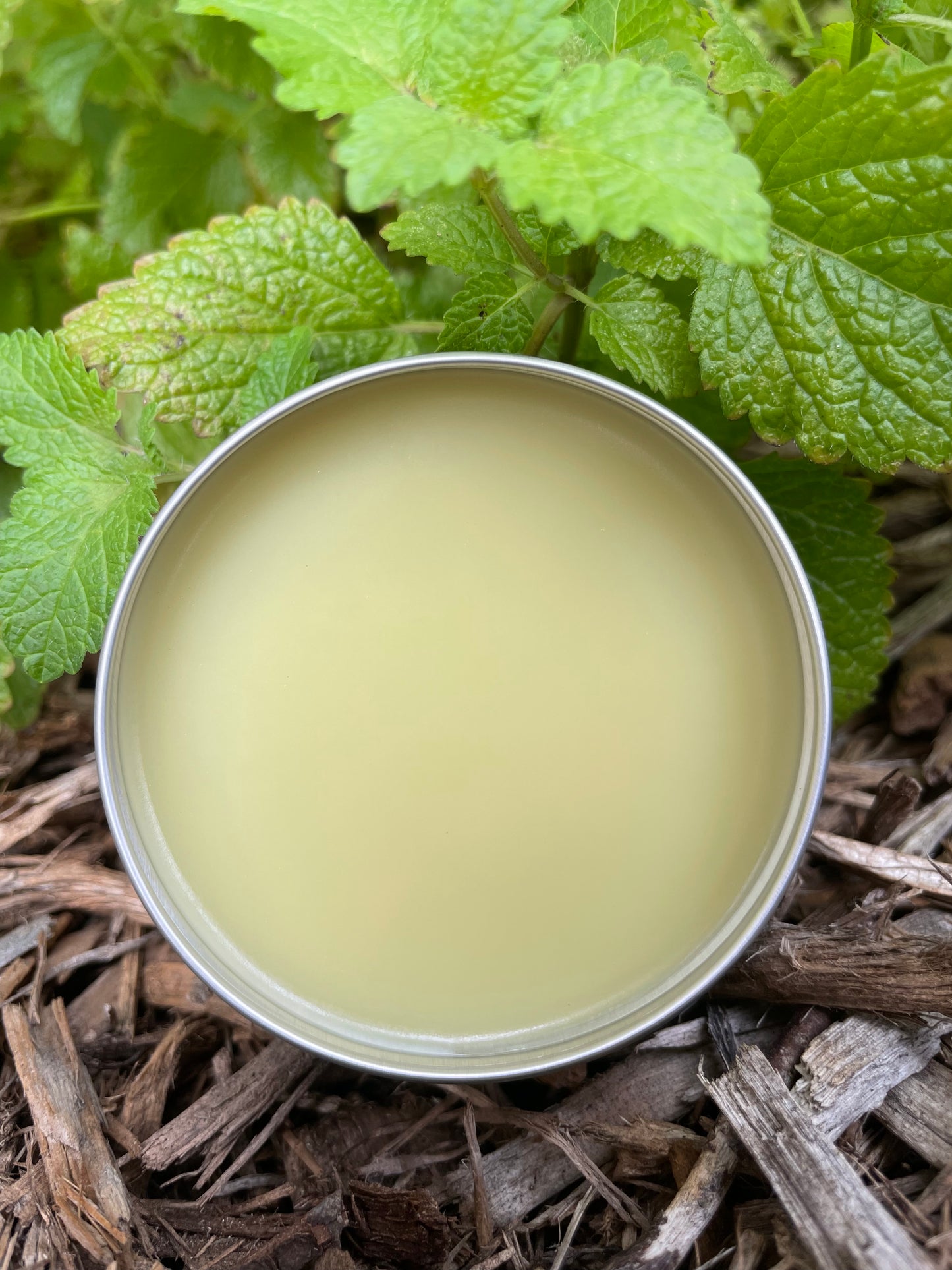 lemon balm (a balm)