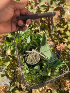 eye opener roll (chocolate peppermint/mugwort/yarrow/mullein)