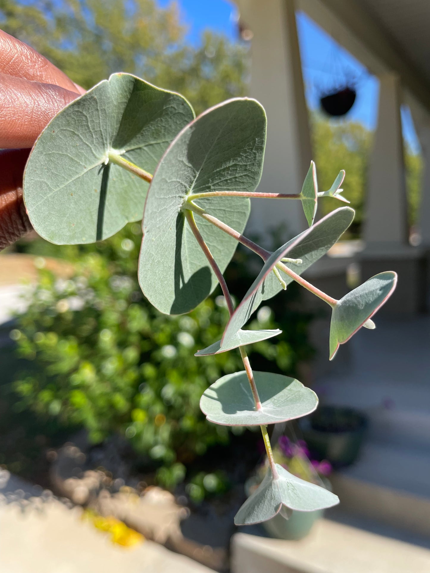 eucalyptus