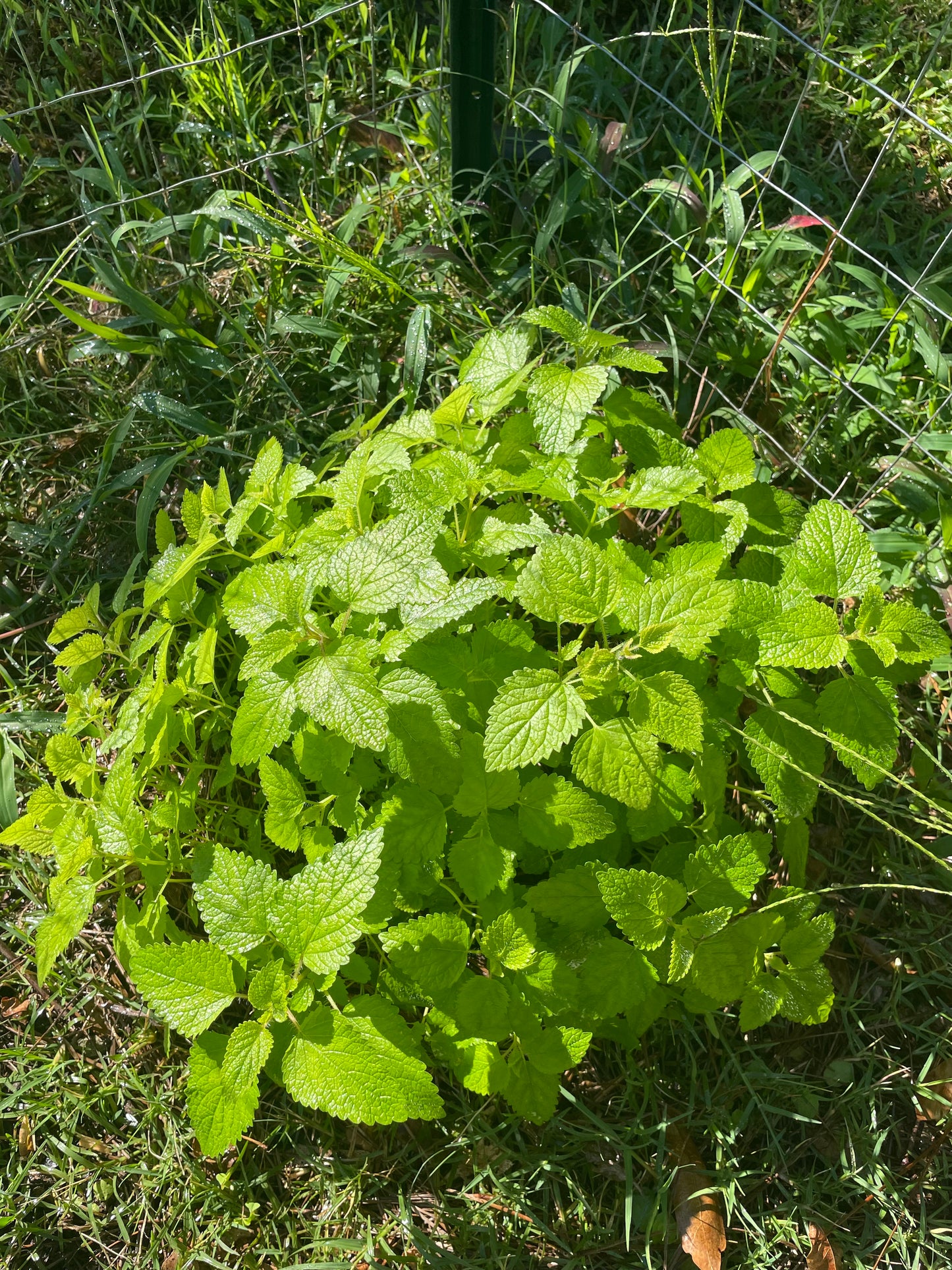 lemon balm