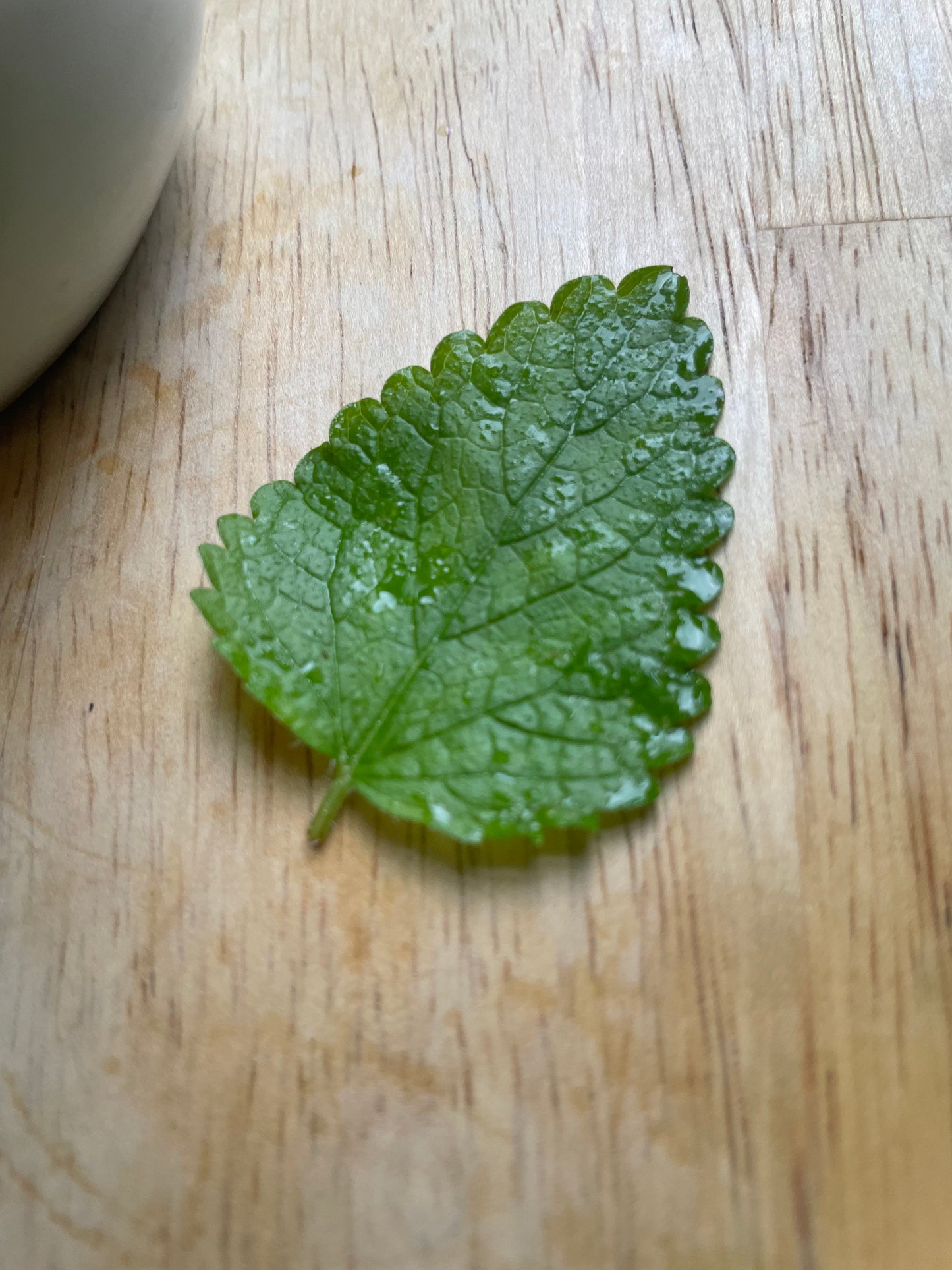 lemon balm